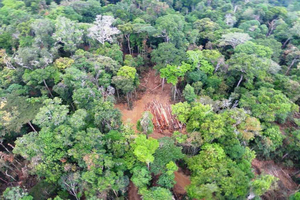 Exploração de madeira no interior da reserva. Desmatamento ilegal está acabando com o que sobrou da floresta amazônica no Maranhão. Foto: Nelson Feitosa/Ascom Ibama/PA.