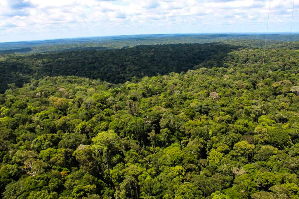 Vista da floresta amazônica a 115 metros de altura. Torre ATTO terá 325 metros no fim da construção. Foto: INPA