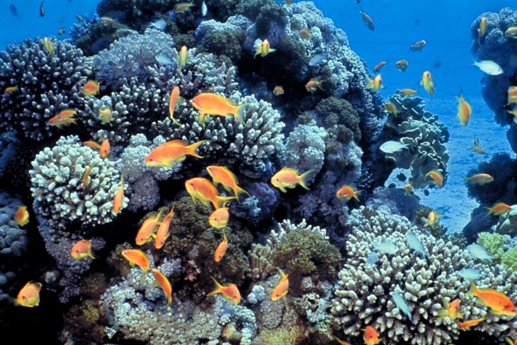 De acordo com o relatório do WWF, cerca de 25% das espécies marinhas vivem nos recifes de corais, que atualmente ocupam nos oceanos uma área com metade do tamanho da França. Foto: David Darom / Wikipedia. 