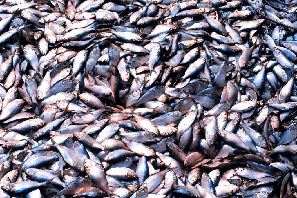 Justiça considera que a biodiversidade é responsabilidade do Poder Público e suspende decreto que “desprotegia” os peixes marinhos. Foto: Bob Williams / Wikipedia.
