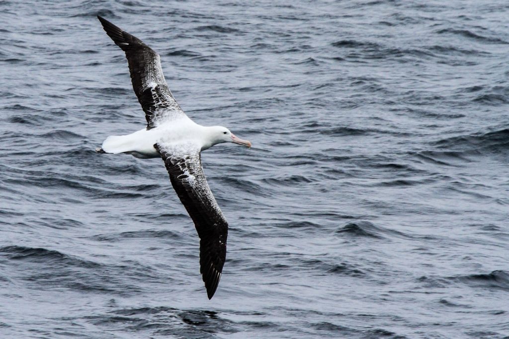 Um albatroz. Foto: Fabio Olmos