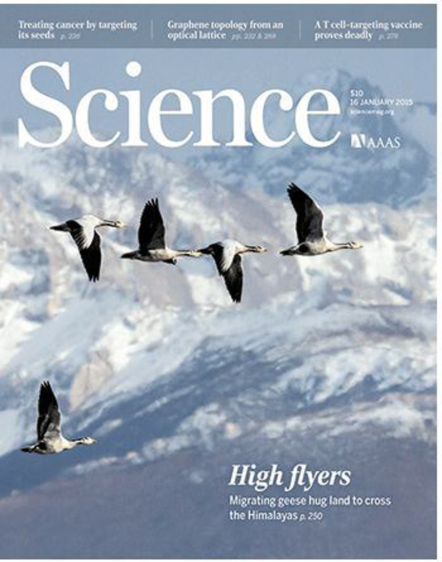 Como os gansos respiram no ar rarefeito? Uma das grandes questões científicas.