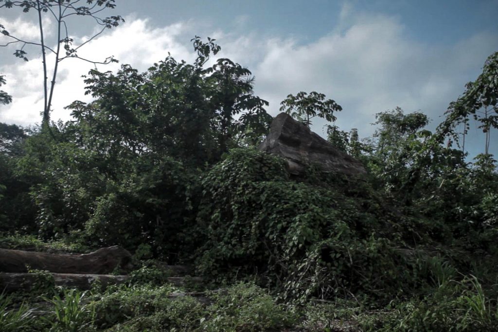 Pátio de Belo Monte com toras abandonadas há tanto tempo que a vegetação já cobre a pilha. Foto: Marcio Isensee e Sá