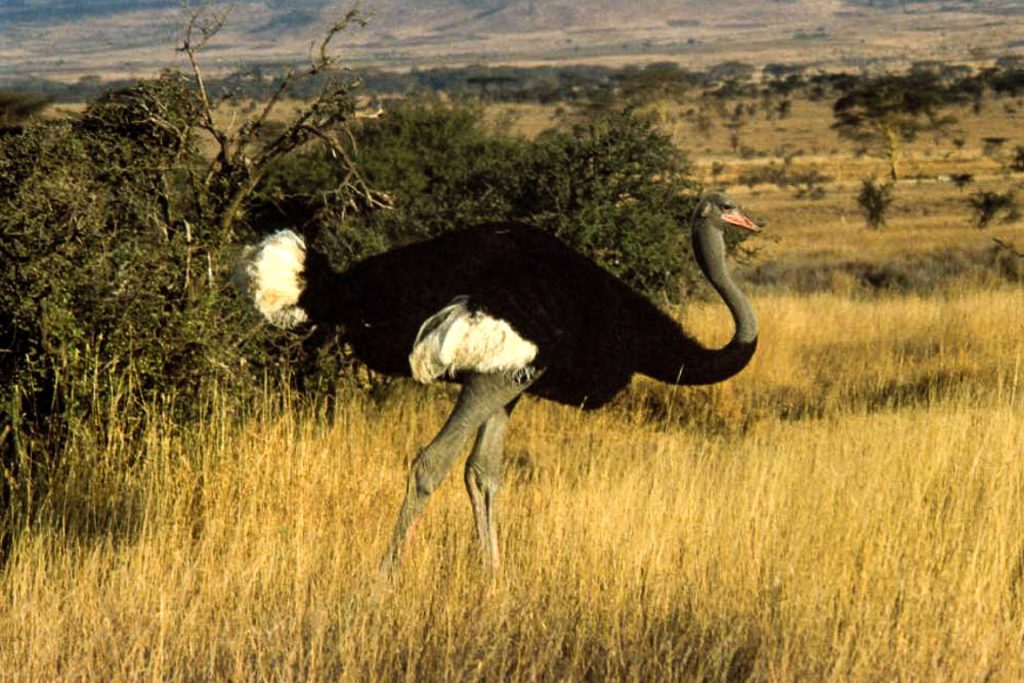Avestruz da somália. Foto: Wikipedia