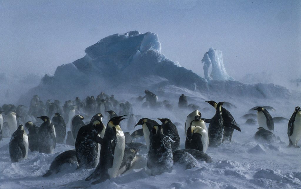 O pinguim imperador (Aptenodytes forsteri) curtindo o inverno na Antártica. Foto: Wikipedia