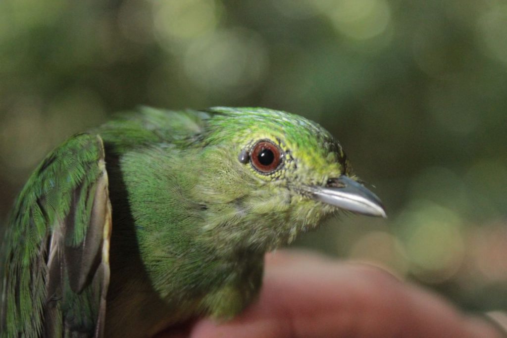Fêmea de L.coronata