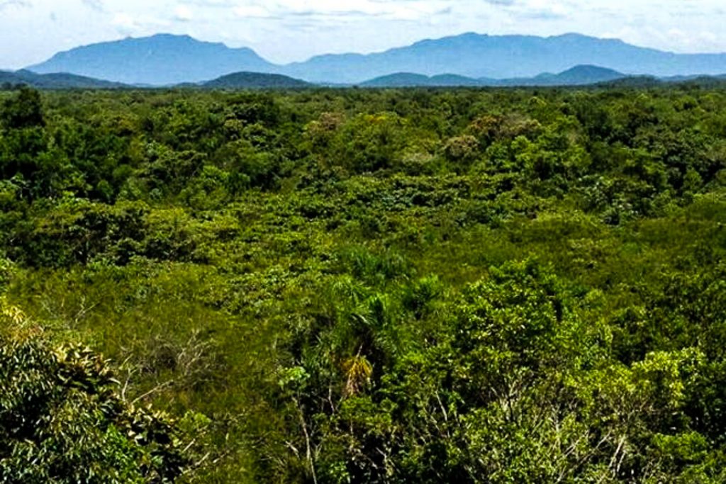 Floresta regenerada no Paraná. Foto: Robin L. Chazdon