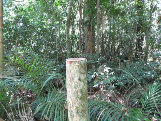2. Foto 2. Evidência de corte ilegal recente de palmito no Parque Nacional do Iguaçu, com serrote. Demonstra a impunidade do crime nesta UC.