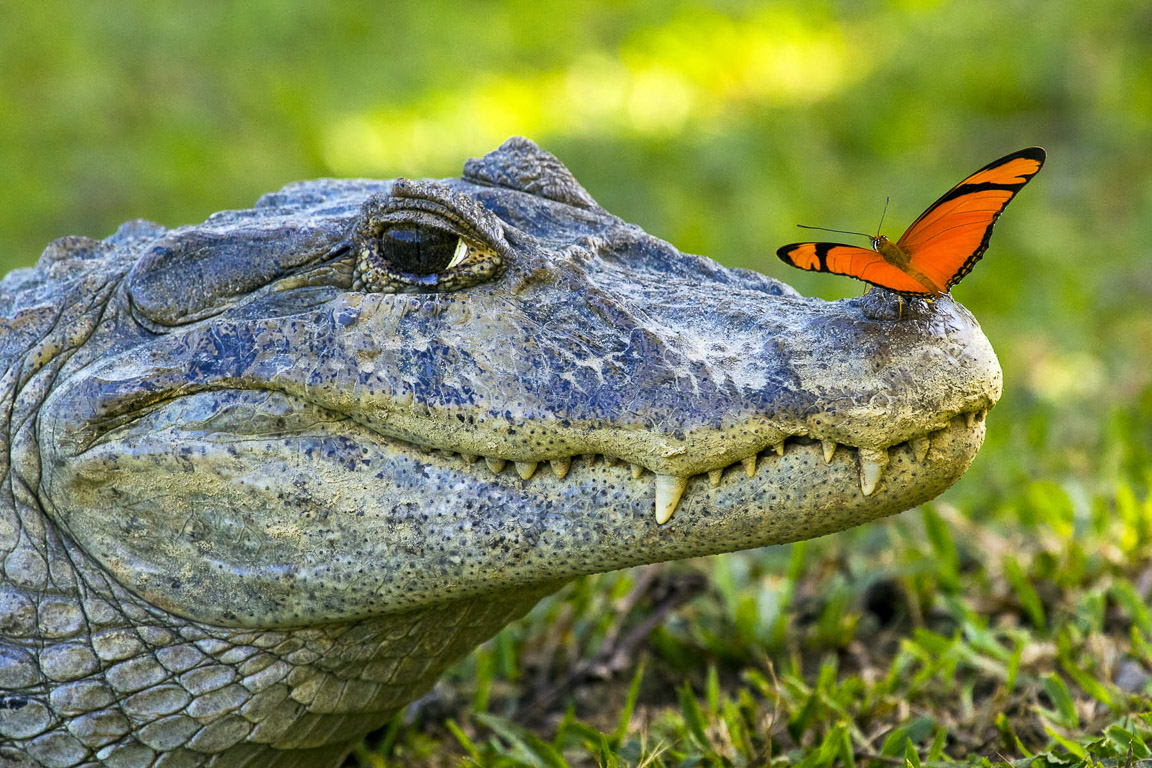 Jacaré e borboleta. Foto: Daniel De Granville