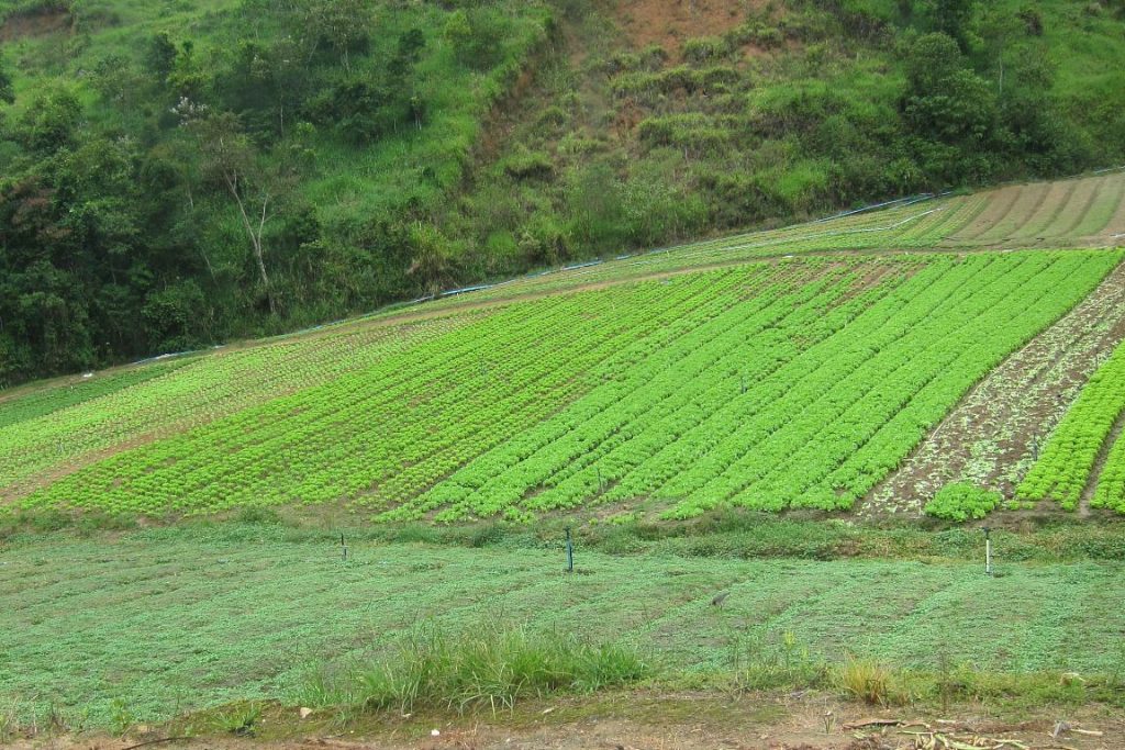 Censo Agropecuário reúne informações como o tamanho da área plantada para o cultivo de hortaliças, por exemplo. Acima, plantação de hortaliças em Teresópolis. Foto: Daniele Bragança. 