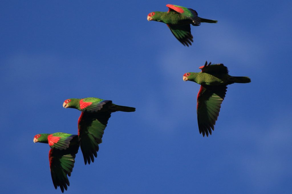 O Papagaio-charão é a grande estrela para os observadores de aves que visitam a região... Foto: Fábio Olmos