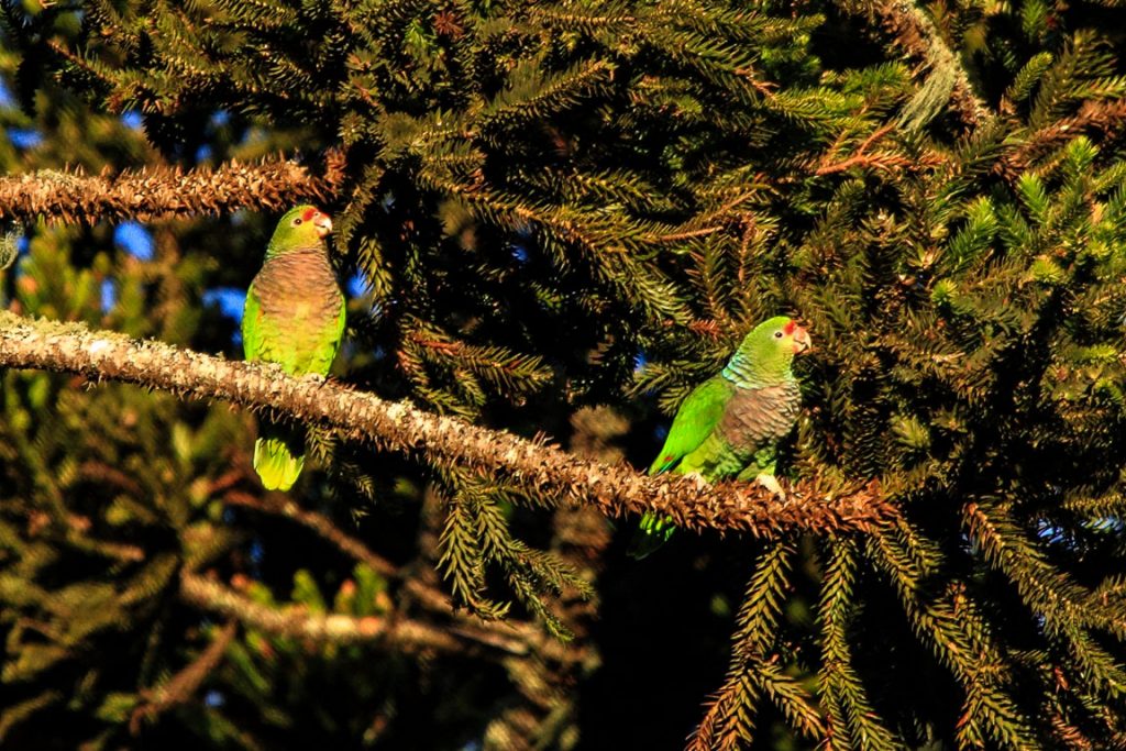 .... juntamente com os Papagaios-de-peito-roxo, bem mais raros. Foto: Fábio Olmos