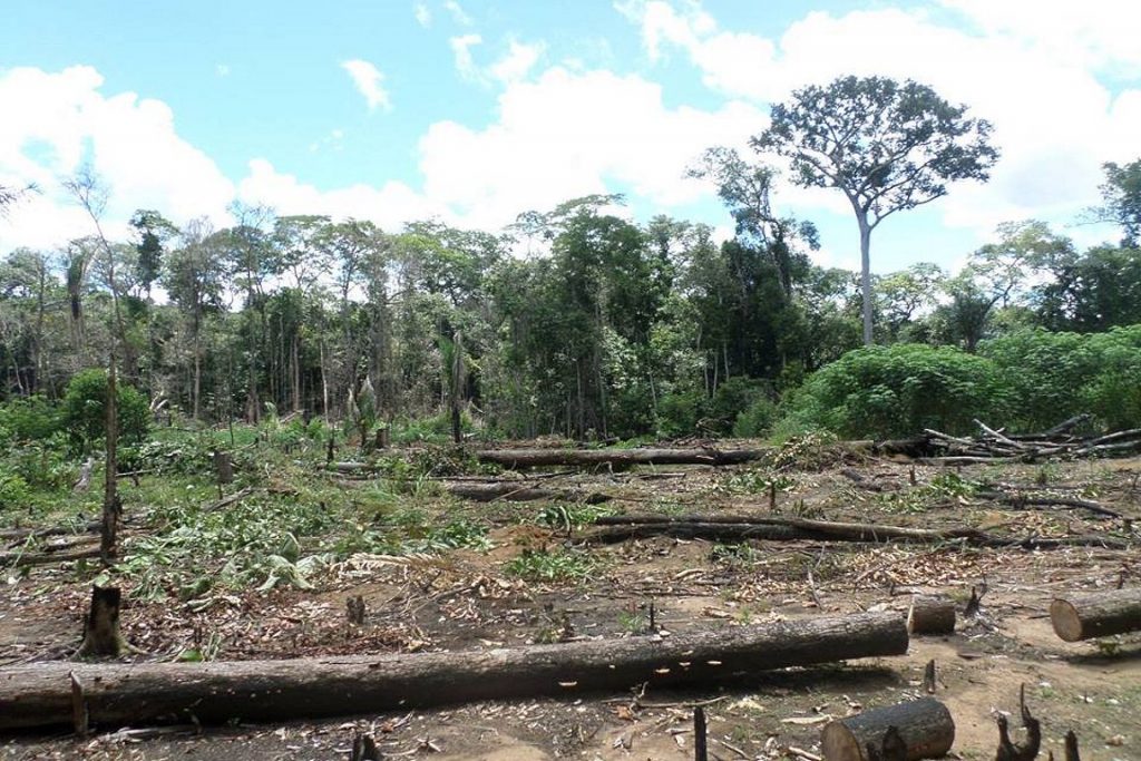 Polícia Militar flagra desmatamento na Reserva Extrativista Jaci Paraná e denuncia invasão. Imagem feita em março de 2016. Foto: Batalhão de Polícia Militar Ambiental/RO/Facebook. 