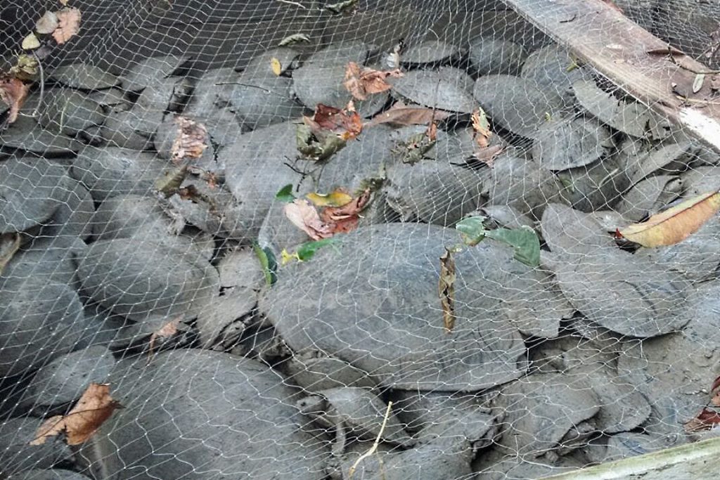 Mais de 530 animais foram achados nesses currais ainda vivos. Foto: Divulgação. 