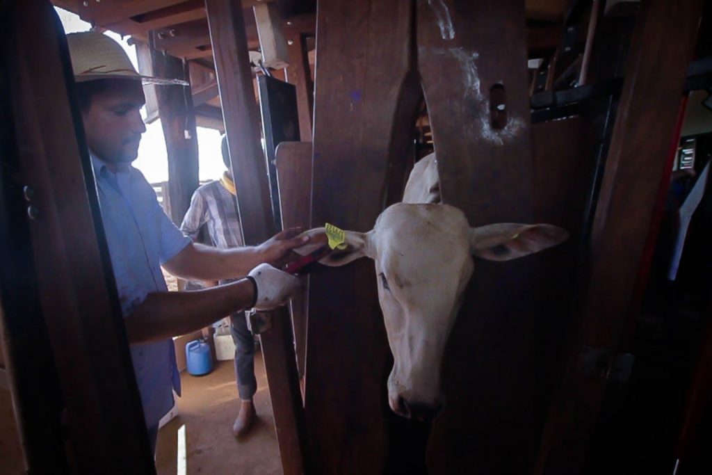 Na fazenda de Celso Bevilaqua, em Alta Floresta, o dia de vacinação é também o momento de colocação de brincos de monitoramento. Foto: Marcio Isensee e Sá