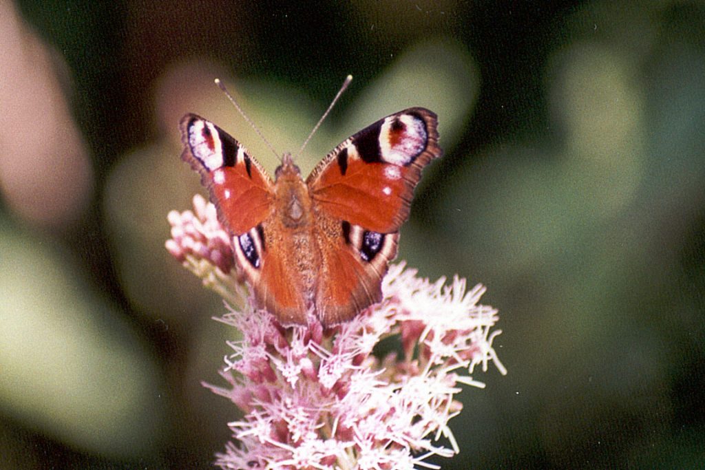 O número de borboletas-pavão (Peacock Butterflies) caiu 42% em relação ao ano passado. Foto: Pedro Henriques/Flickr