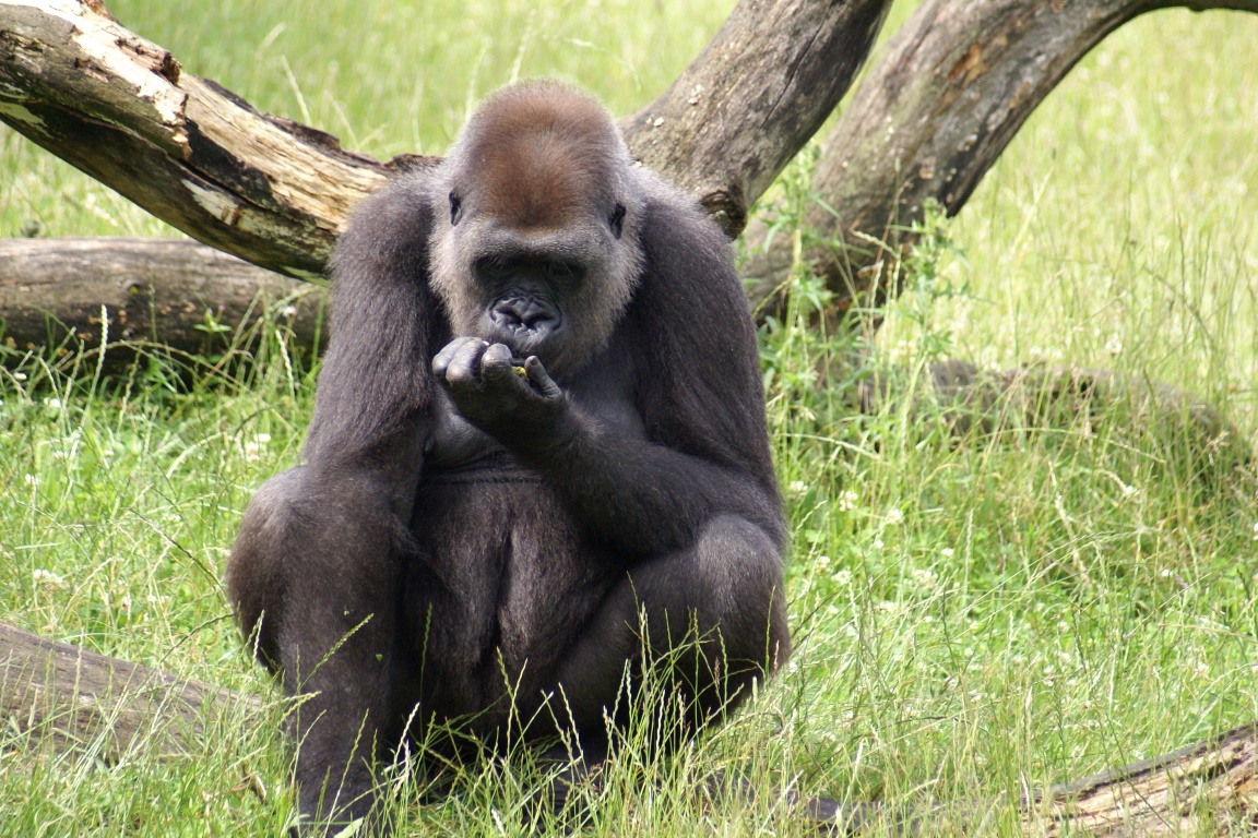 Entre os animais que estão desaparecendo estão os gorilas. Foto: Thomas Widmann/ Flickr. 