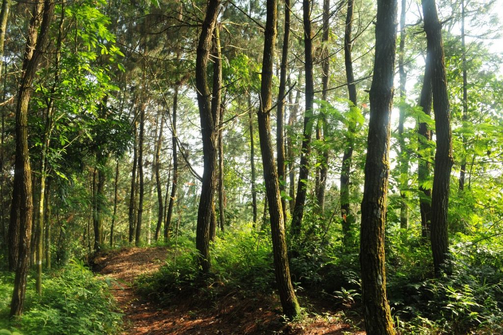 Trilha do Parque Nacional de Gede Pangrango, na Indonésia. Foto: CIFOR/Flickr.