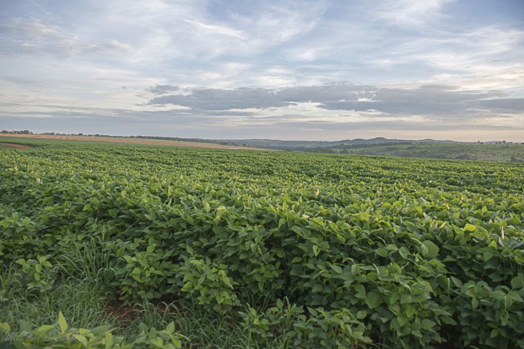 A plantação de soja é uma das culturas que mais utilizam agrotóxicos no Brasil. Foto: Walbron Siqueira/Flickr. 