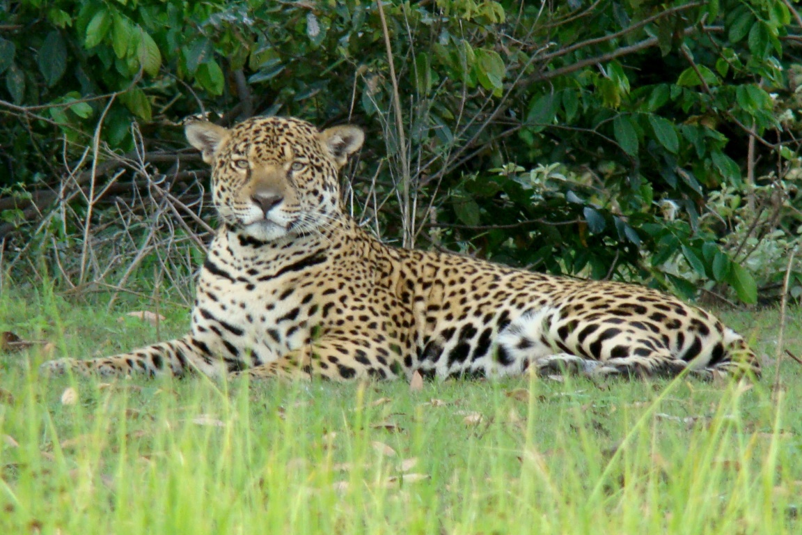 onca-foto-annapaola-marconi