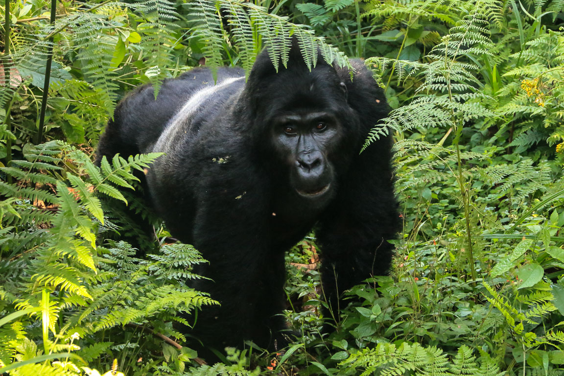 Resultado de imagem para FOTOS DE GORILAS