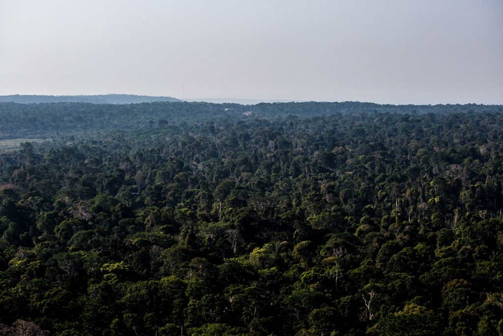 A Floresta Nacional de Tapajós do alto, que é uma das mais antigas do país com plano de manejo. Foto: Flávio Forner/InfoAmazonia