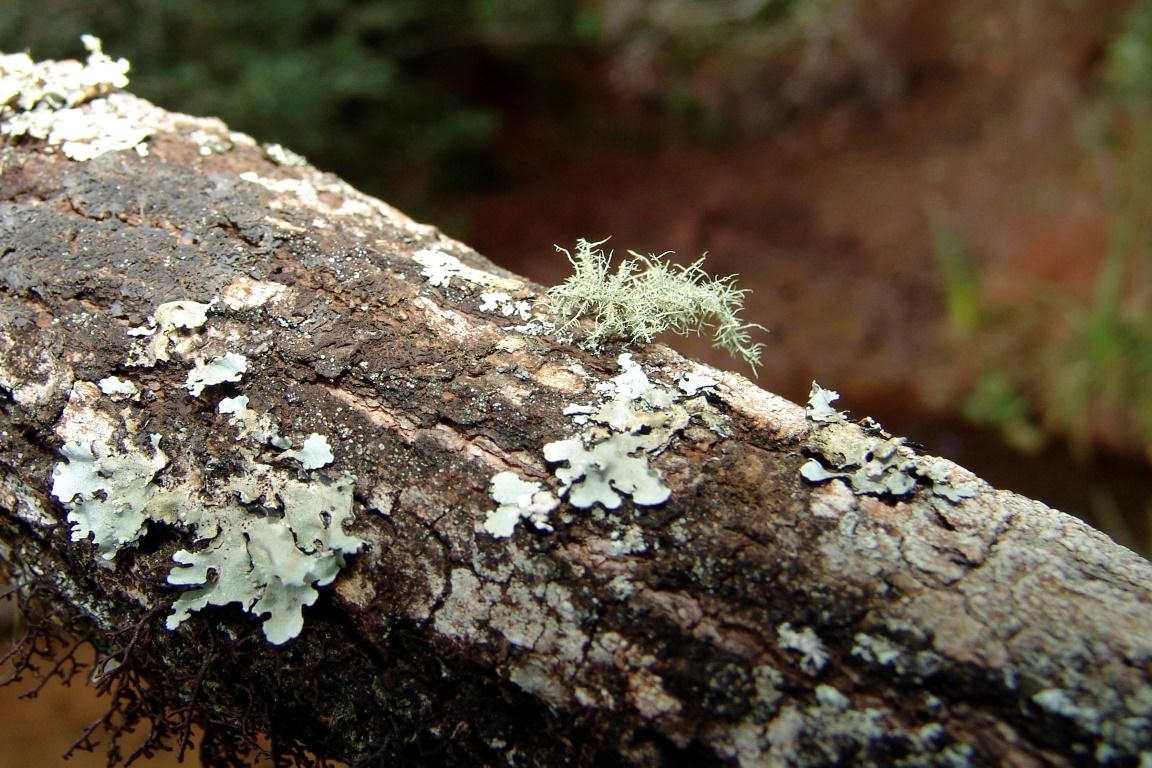 Encontrados muitas vezes nos troncos das árvores, os liquens só sobrevivem em locais menos poluídos. Foto: Wikipedia. 