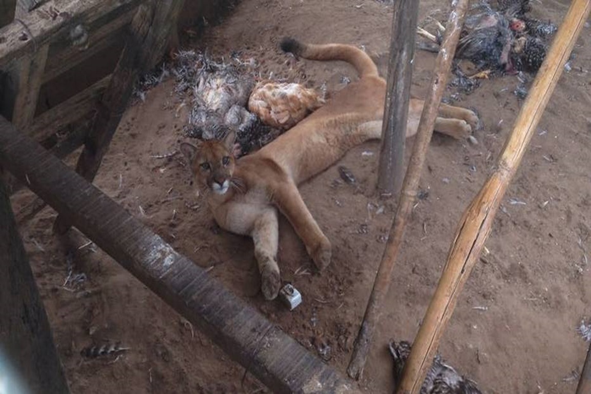 A onça-parda caiu no galinheiro e matou todas as 41 galinhas. Foto: Polícia Ambiental/Divulgação.