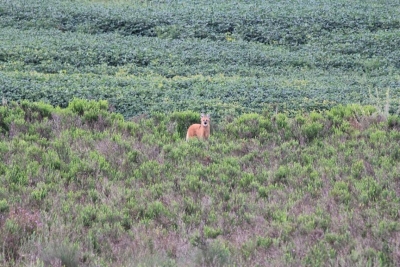 Lobo-guará fotografado na área da APA da Escarpa Devoniana. Foto: Romulo Cícero da Silva.