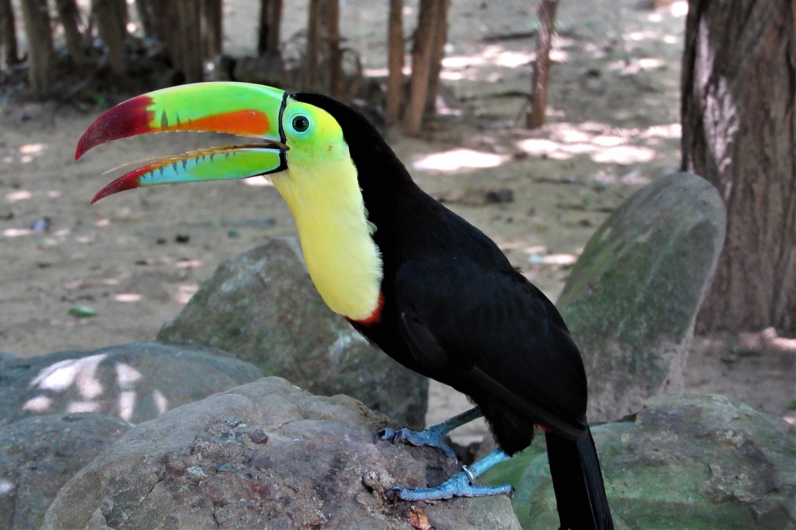 Tucano-de-bico-verde. Foto: Fabíola Ortiz foto-1-colombia