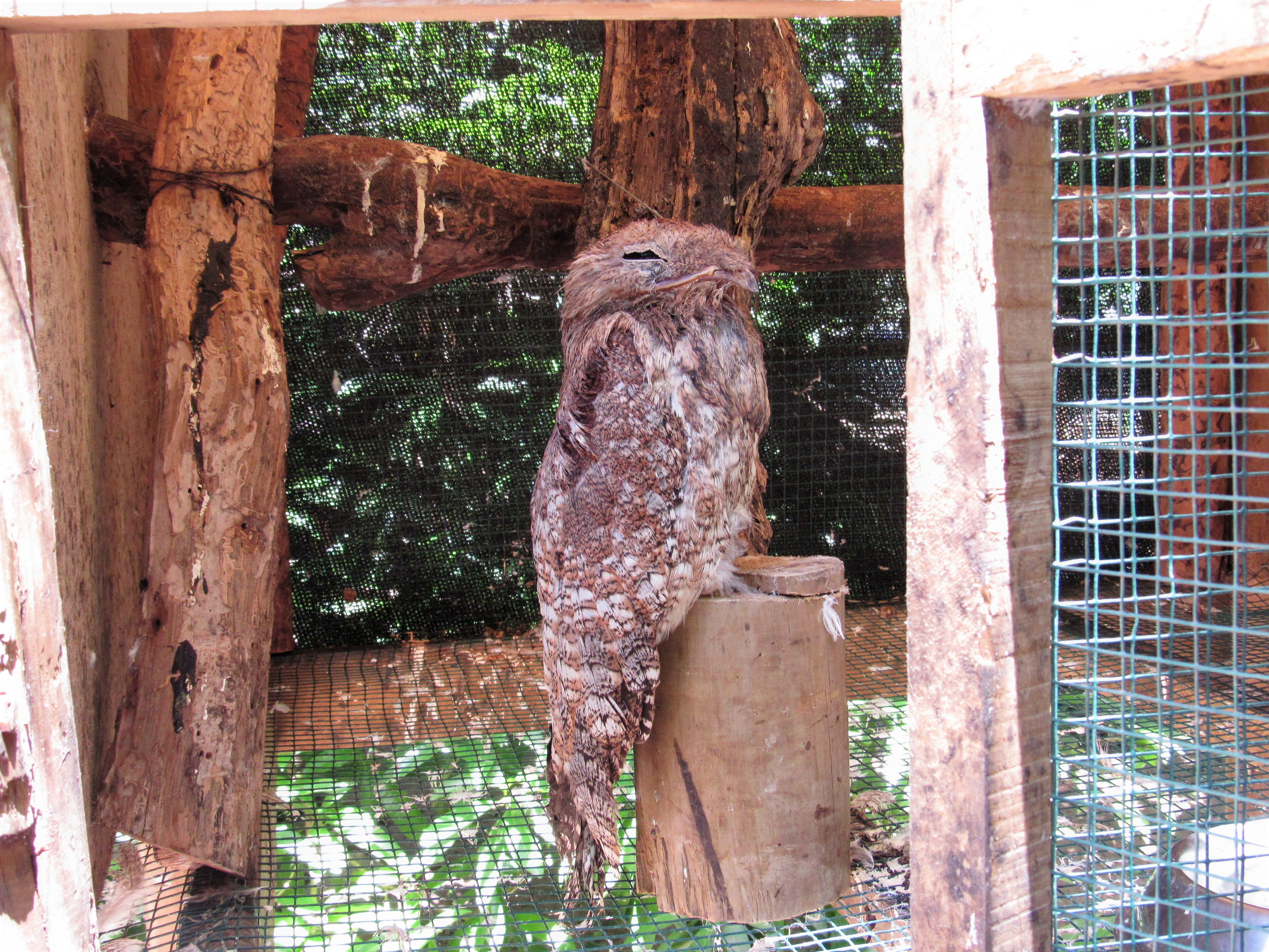 A fantástica Mãe-da-lua-gigante (Nyctibius grandis). Foto: Fabíola Ortiz foto-1-colombia