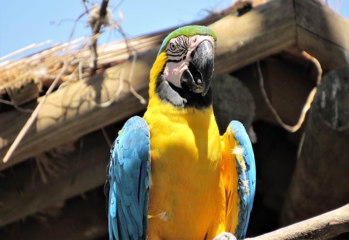 Uma arara-canindé (Ara ararauna) se recupera num viveiro. Foto: Fabíola Ortiz foto-1-colombia