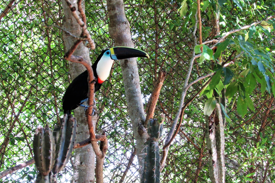 Tucano-de-bico-verde. Foto: Fabíola Ortiz