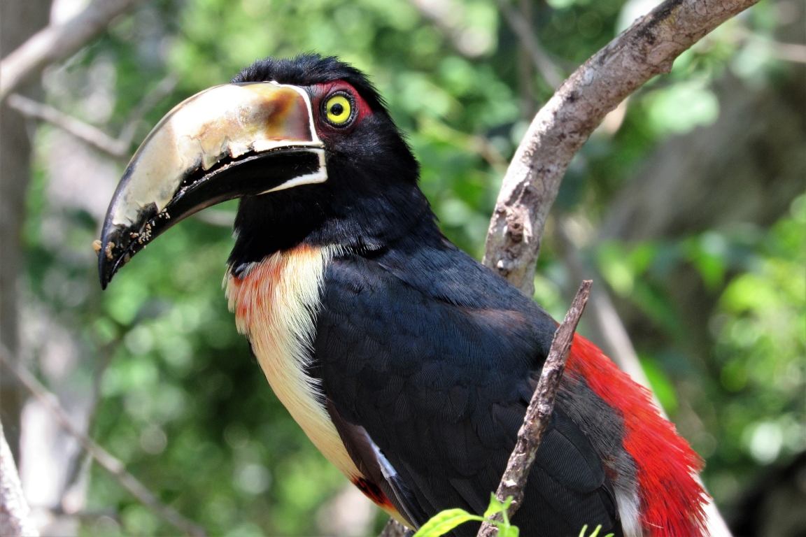 Araçari. Foto: Fabíola Ortiz foto-1-colombia
