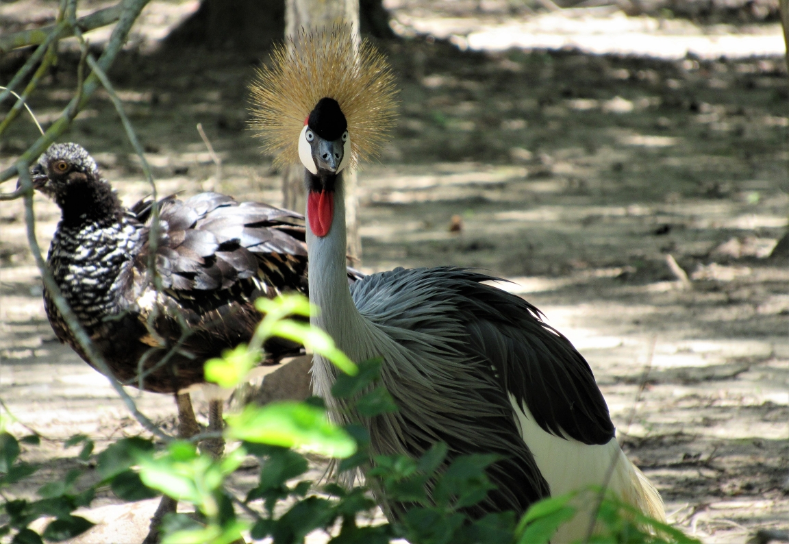O charmoso grou-coroado-oriental (Balearica regulorum). Foto: Fabíola Ortiz foto-1-colombia