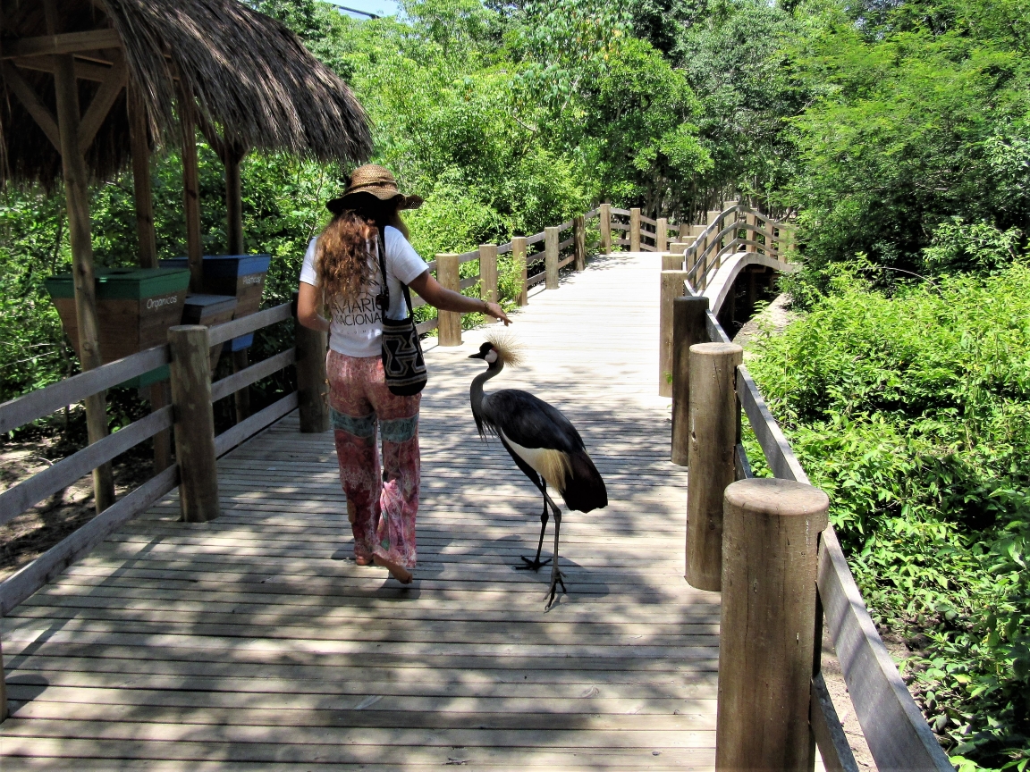 Uma turista interage com o grou-coroado-oriental. Foto: Fabíola Ortiz foto-7-colombia