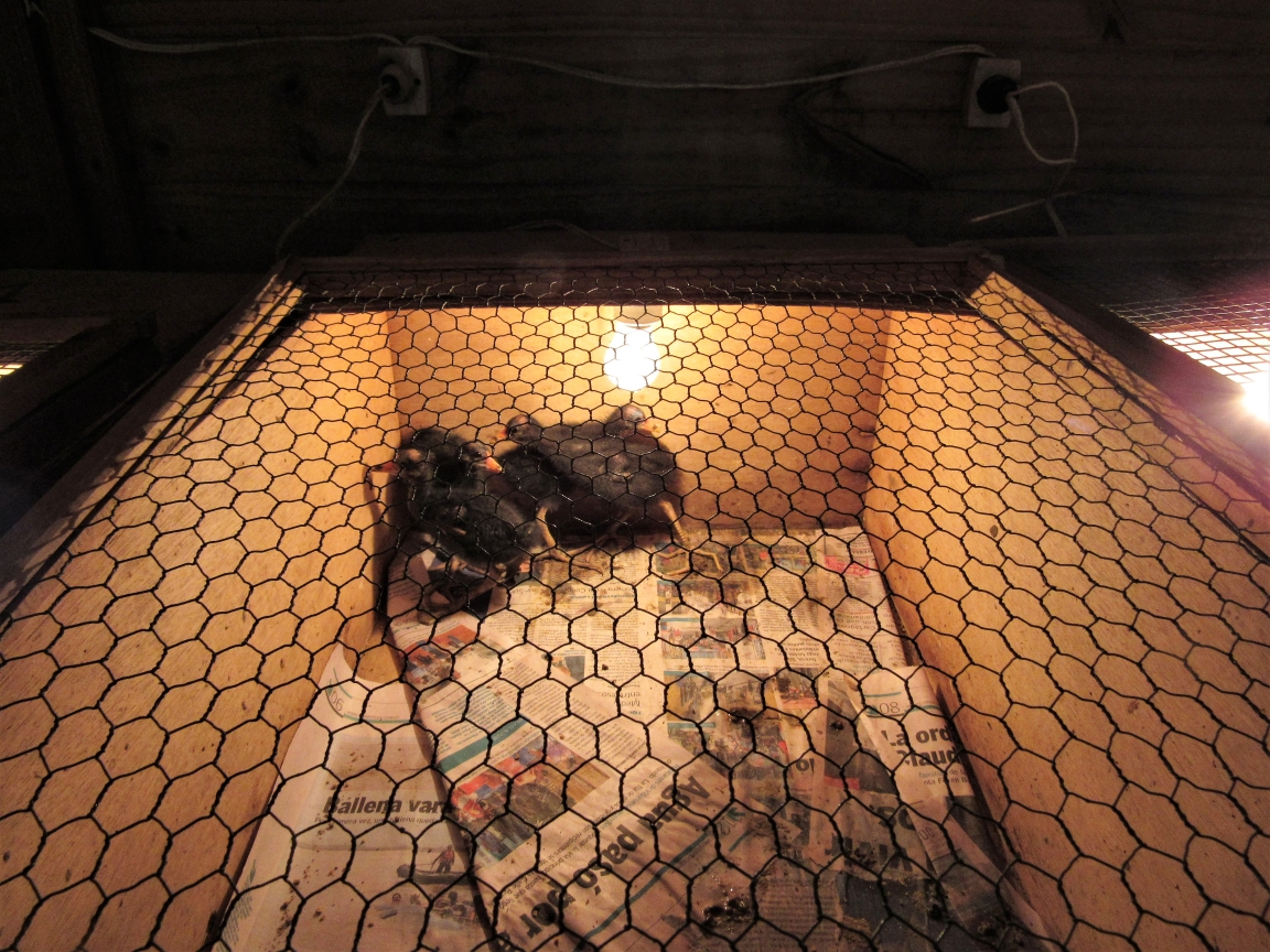 Incubadora de aves. Foto: Fabíola Ortiz foto-9-colombia