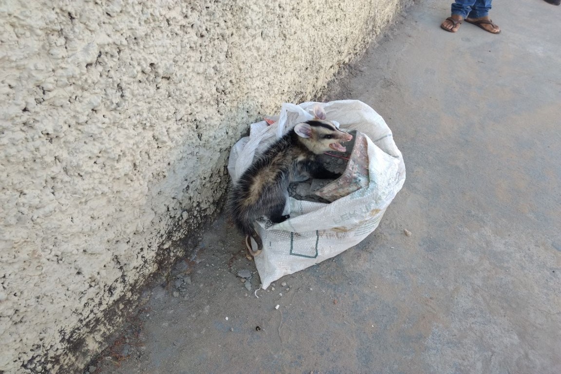 Gambá foi visto por moradores em cima de uma sacola plástica na calçada no Bairro de Santa Rosa, Uberlândia, Minas Gerais. Foto: Polícia Ambiental/Divulgação.