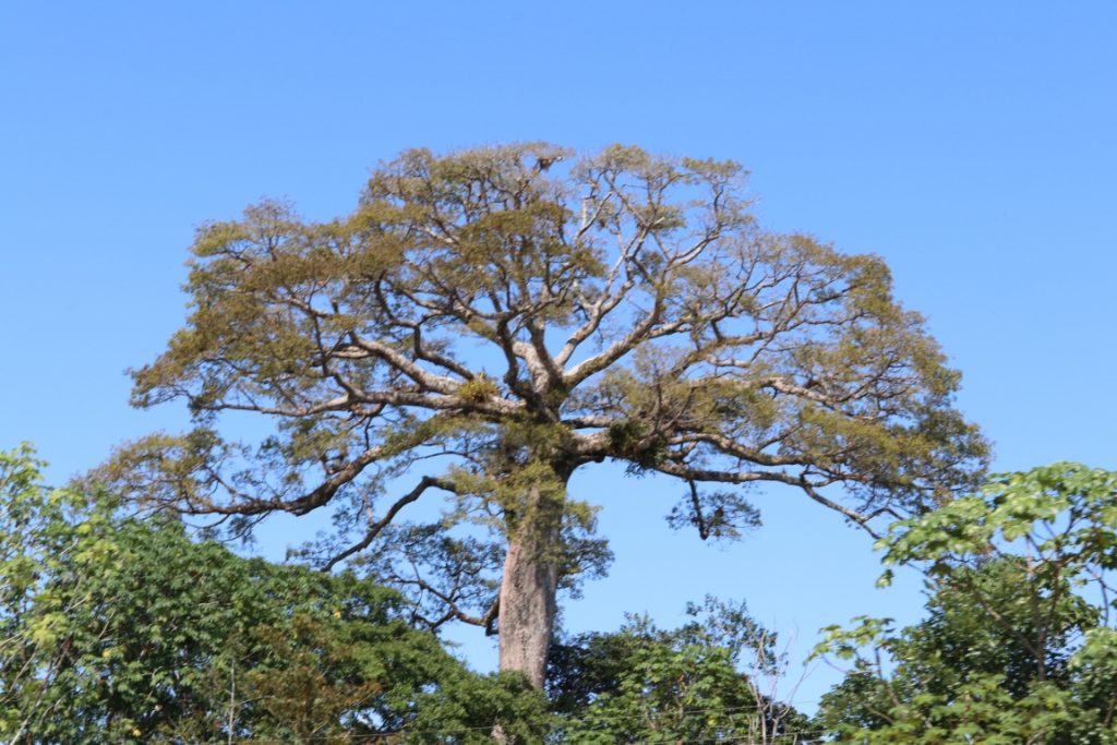 Seca limita a diversidade de árvores na floresta amazônica. Foto: Vandré Fonseca.