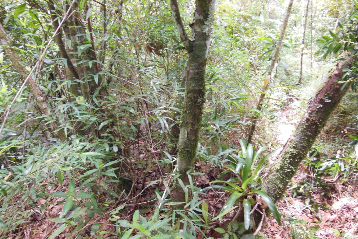 Caules múltiplos partindo de uma única base da Ocotea mantiqueirae. Foto: Acervo Instituto Florestal (João Batista Baitello/Paulo Muzio). 