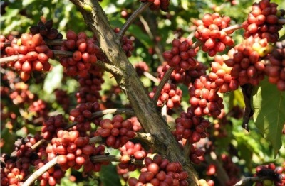 Plantação de café. Foto: Imaflora. 