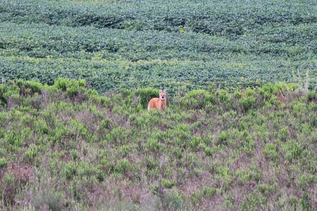 Lobo-guará fotografado na área da APA da Escarpa Devoniana. Foto: Romulo Cícero da Silva.