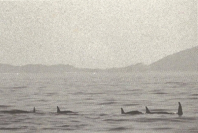 Fotografia do Almirante em 1993 (o primeiro a esquerda), publicada no livro: Baleias, botos e golfinhos: Guia de Identificação para o Brasil. Hetzel & Lodi. Editora Nova Fronteira . Foto: Bia Hetzel.