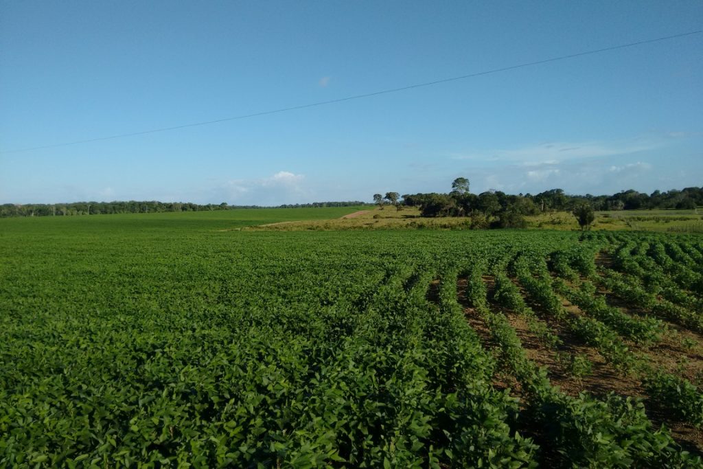 Plantio de soja em área de savana. Foto: William DuMatu.