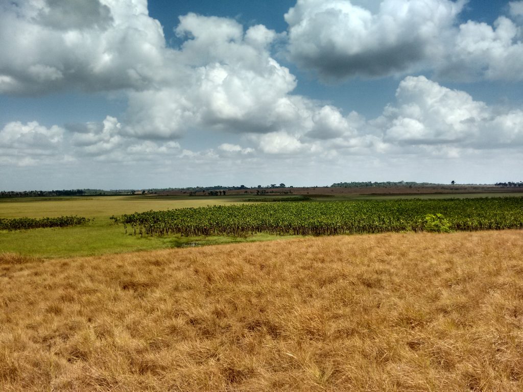 Novo zoneamento coloca em risco o Cerrado Amapaense. Foto: William DuMatu.