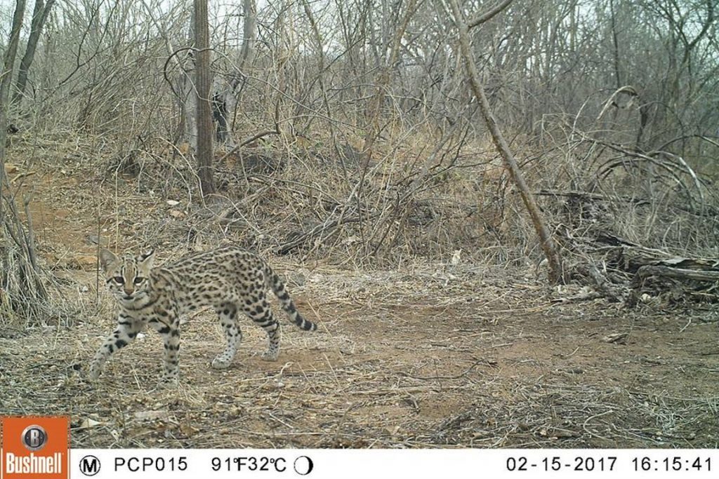 Gato-do-mato-pequeno (Leopardus emiliae). Foto: Projeto Caatinga Potiguar (UFRN-WCS).