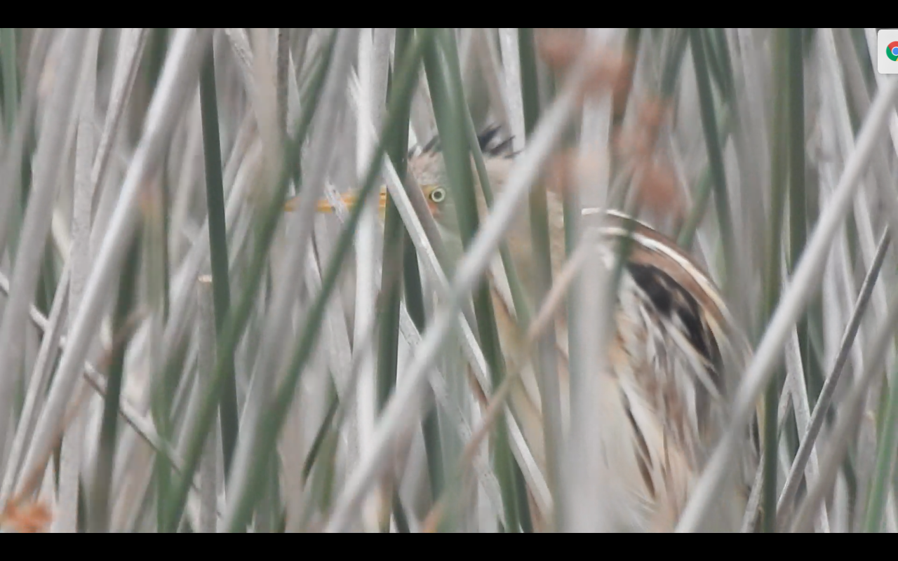 guto_carvalho_socoi-amarelo-lagoa-do-peixe-rs_1