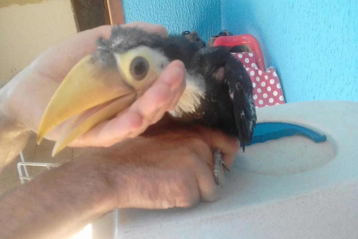 O tucano encontrado tem aproximadamente 30 dias de vida. Foto: Guarda Civil Municipal de Sorocaba. Divulgação/Facebook 