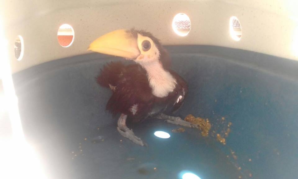 Foto: Guarda Civil Municipal de Sorocaba. Divulgação/Facebook