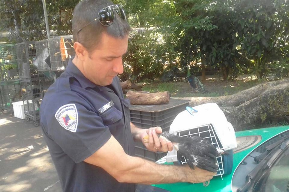 Foto: Guarda Civil Municipal de Sorocaba. Divulgação/Facebook